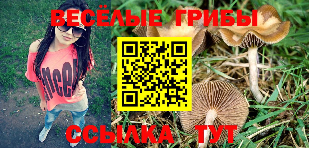 Псилоцибиновые грибы мицелий Кропоткин